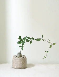 Ørkenplanter Og Knoldplanter^PLANT Fockea Edulis