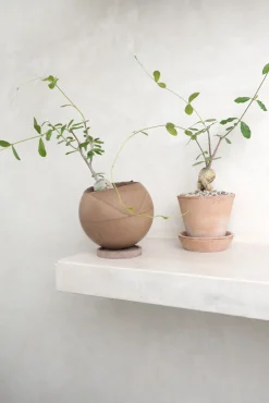 Ørkenplanter Og Knoldplanter^PLANT Fockea Edulis
