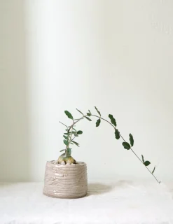 Ørkenplanter Og Knoldplanter^PLANT Fockea Edulis
