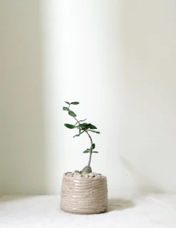 Ørkenplanter Og Knoldplanter^PLANT Fockea Edulis