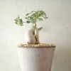 Ørkenplanter Og Knoldplanter^PLANT Fockea Edulis, stor