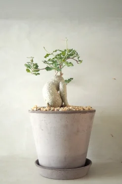 Ørkenplanter Og Knoldplanter^PLANT Fockea Edulis, stor