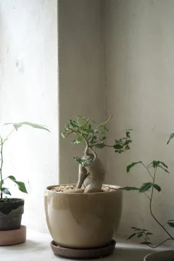 Ørkenplanter Og Knoldplanter^PLANT Fockea Edulis, stor