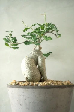 Ørkenplanter Og Knoldplanter^PLANT Fockea Edulis, stor