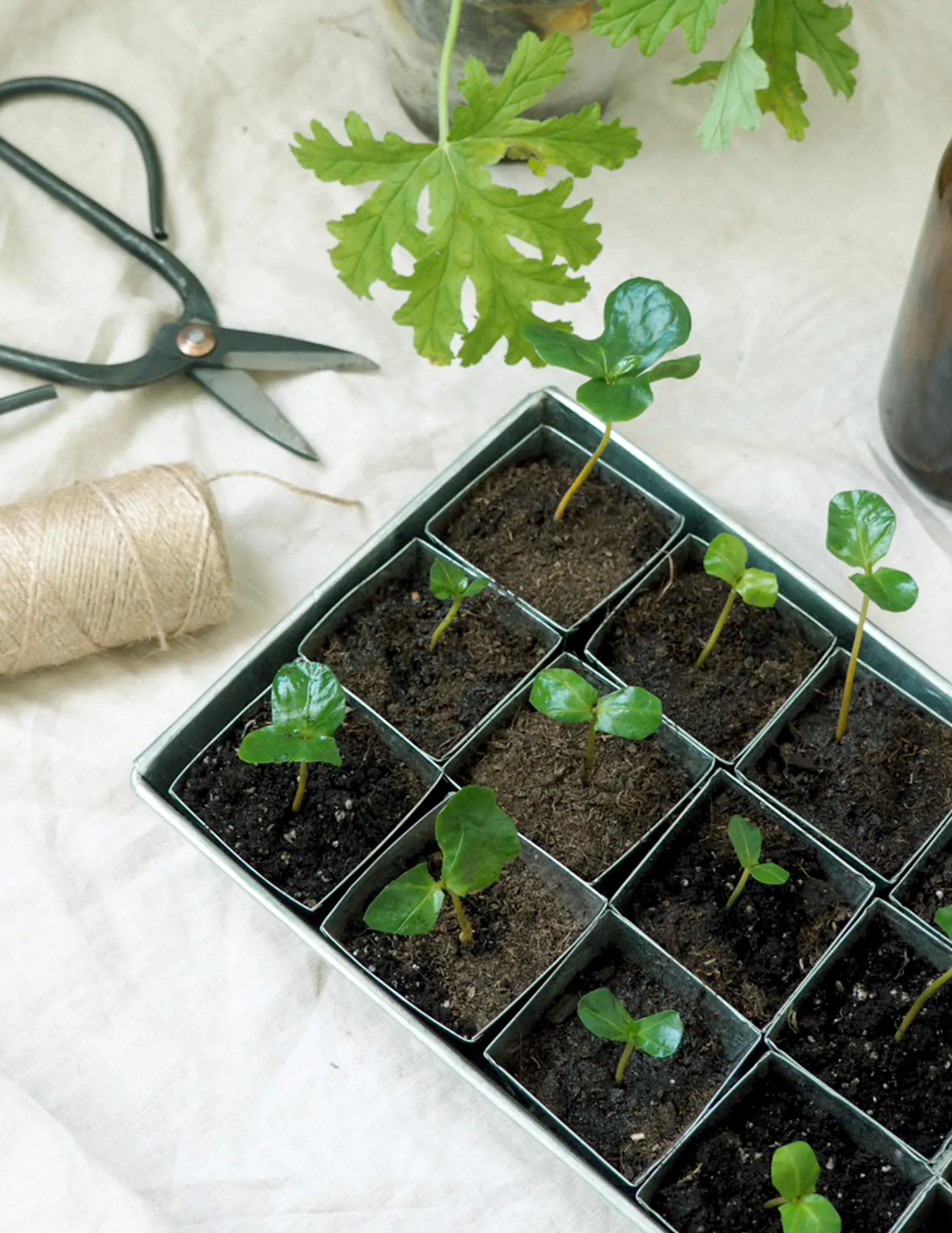 Frø, Spiring Og Altanliv^PLANT Forspiringsbakke - W.E.T Seed Pot30