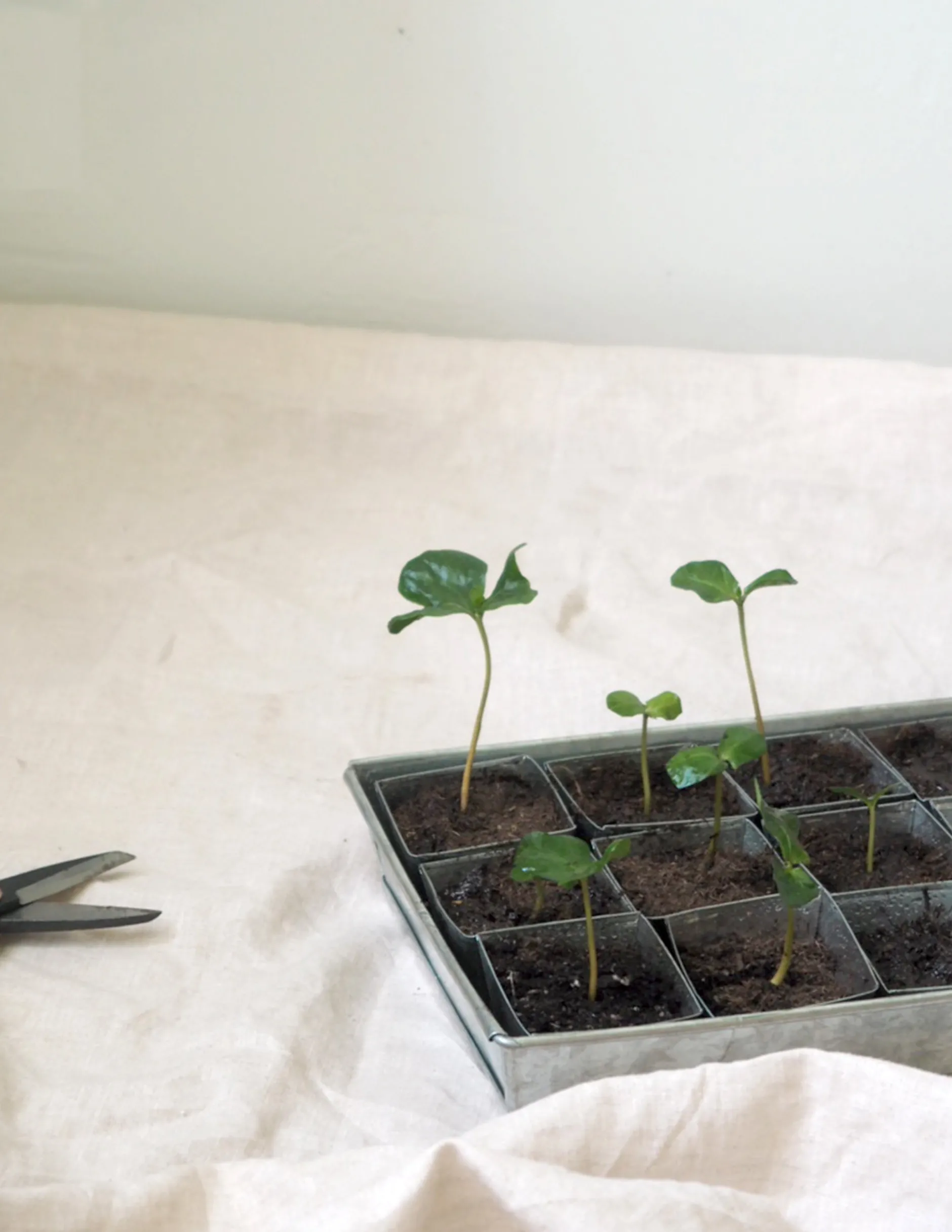 Frø, Spiring Og Altanliv^PLANT Forspiringsbakke - W.E.T Seed Pot30