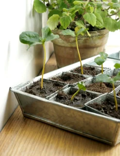 Frø, Spiring Og Altanliv^PLANT Forspiringsbakke - W.E.T Seed Pot30
