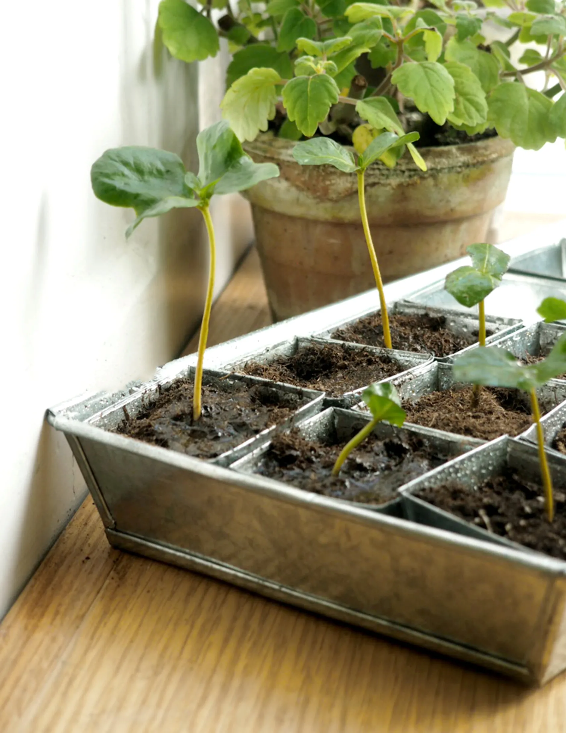 Frø, Spiring Og Altanliv^PLANT Forspiringsbakke - W.E.T Seed Pot30