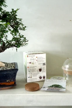Frø, Spiring Og Altanliv|Bonsai^PLANT Frø - Bonsai, DIY kit