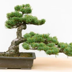 Frø, Spiring Og Altanliv|Bonsai^PLANT Frø - Bonsai, DIY kit