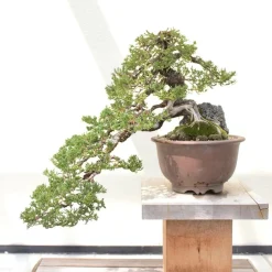 Frø, Spiring Og Altanliv|Bonsai^PLANT Frø - Bonsai, DIY kit