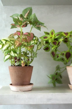 Frø, Spiring Og Altanliv^PLANT Frø - Paletblad, Wizard mix