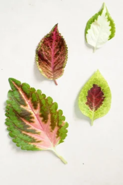 Frø, Spiring Og Altanliv^PLANT Frø - Paletblad, Wizard Velvet Red