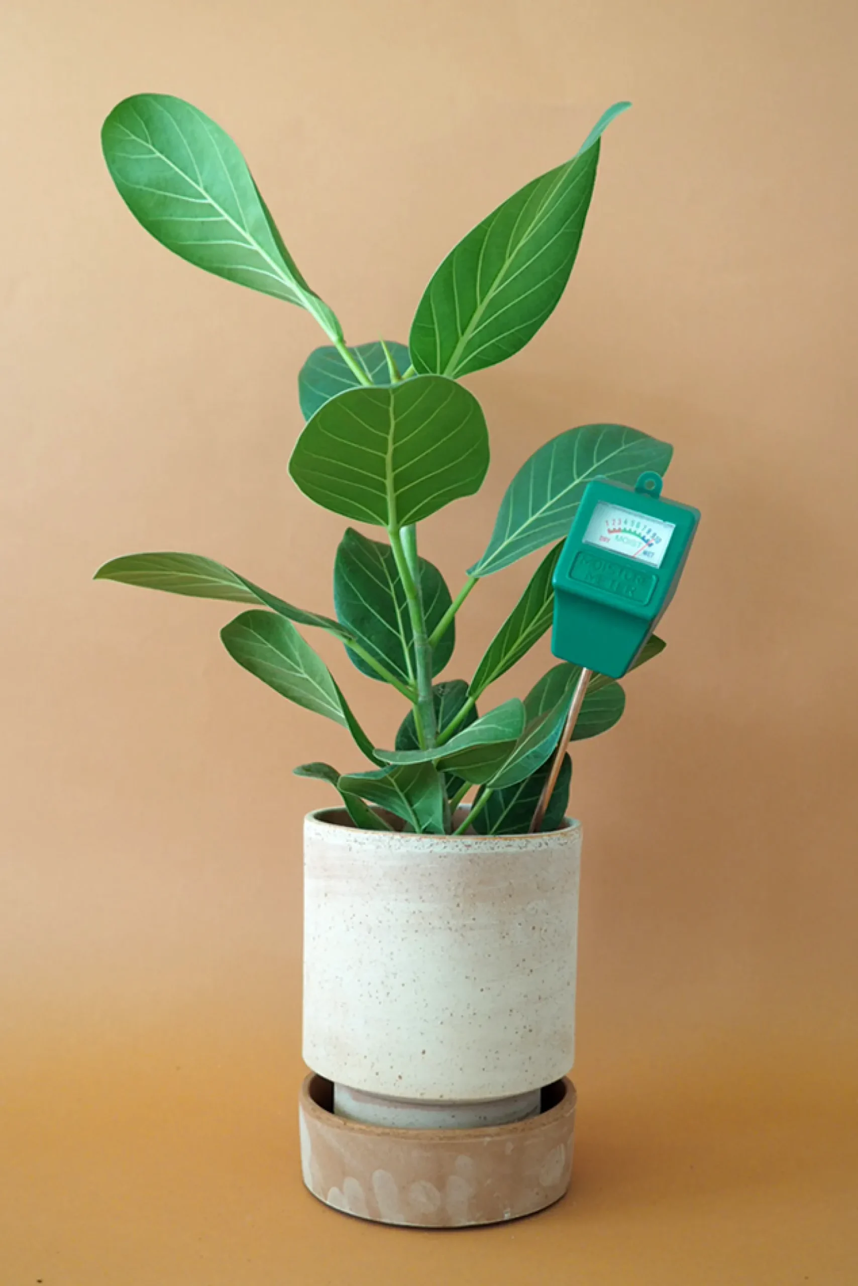 Fugtmålere^PLANT Fugtmåler