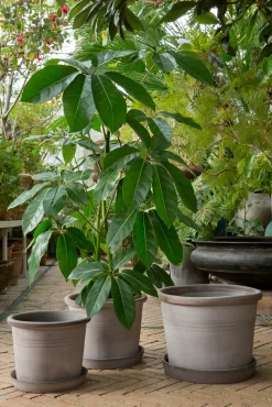 Terrakotta-Krukker|Stor^PLANT Galestro gulvkrukke, raw grey