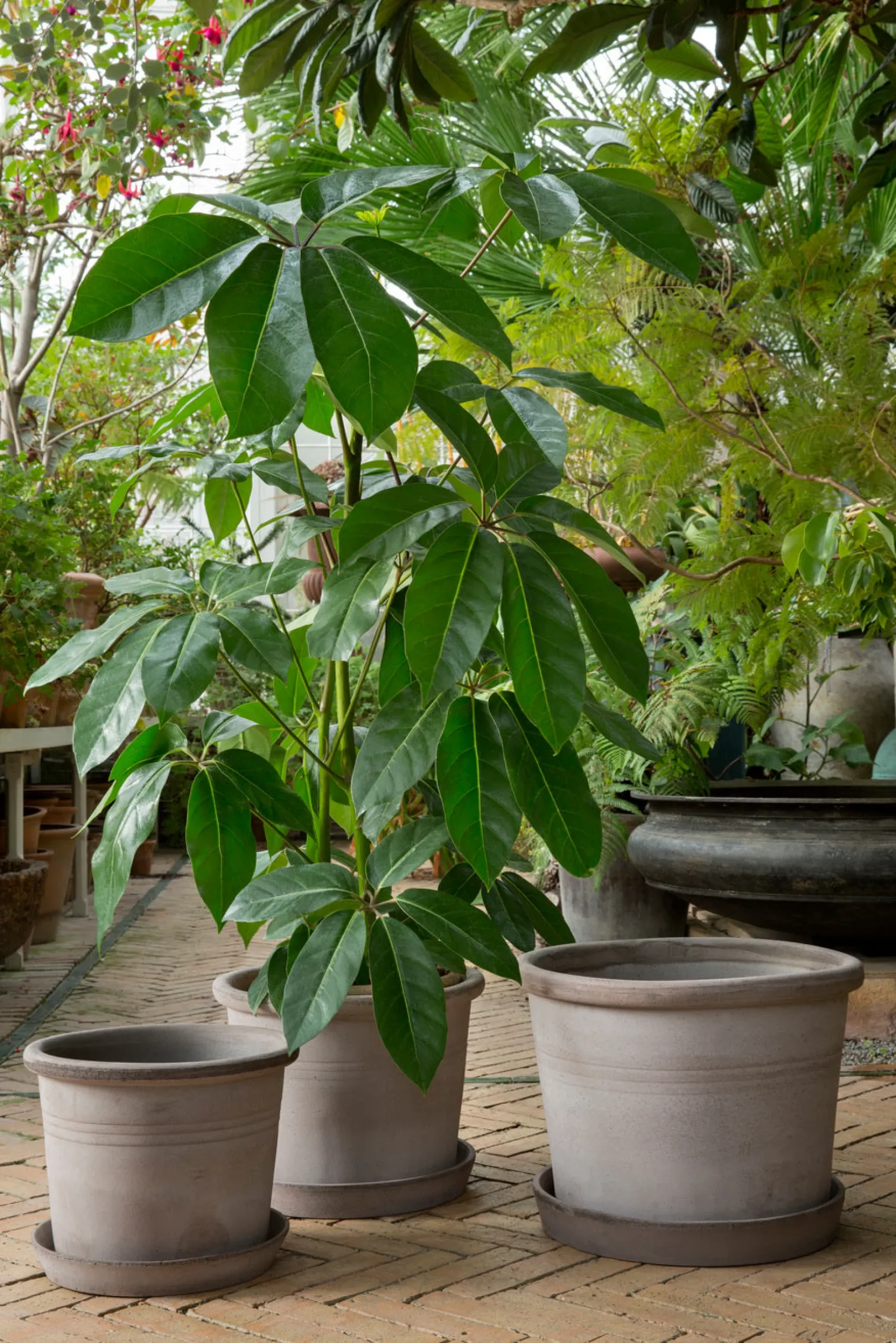 Terrakotta-Krukker|Stor^PLANT Galestro gulvkrukke, raw grey