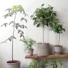 Tropiske Planter|Danskavlede Planter^PLANT Gartnerens epakke - Raw Grey