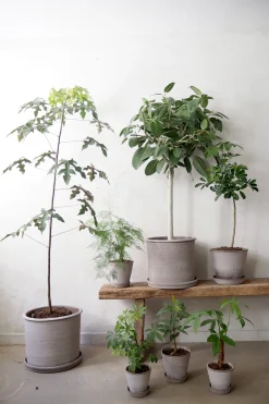 Tropiske Planter|Danskavlede Planter^PLANT Gartnerens epakke - Raw Grey