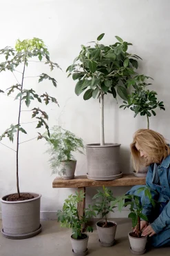 Tropiske Planter|Danskavlede Planter^PLANT Gartnerens epakke - Raw Grey