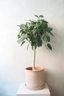 Tropiske Planter|Danskavlede Planter^PLANT Gartnerens epakke - Raw rosa