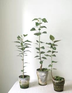 Tropiske Planter|Danskavlede Planter^PLANT Gartnerens epakke - Raw rosa