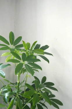 Tropiske Planter|Danskavlede Planter^PLANT Gartnerens epakke - Raw rosa