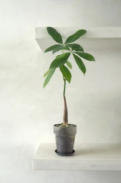 Tropiske Planter|Danskavlede Planter^PLANT Gartnerens epakke - Raw rosa