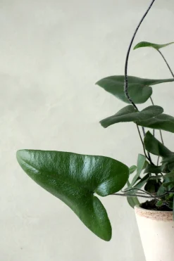 Tropiske Planter^PLANT Hjertebregne