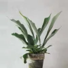 Danskavlede Planter^PLANT Hjortetakbregne