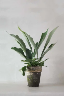 Danskavlede Planter^PLANT Hjortetakbregne
