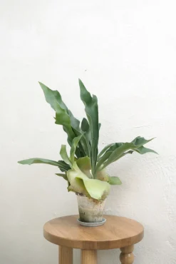 Danskavlede Planter^PLANT Hjortetakbregne