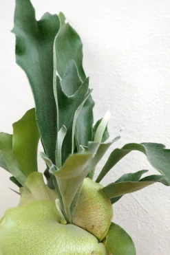 Danskavlede Planter^PLANT Hjortetakbregne