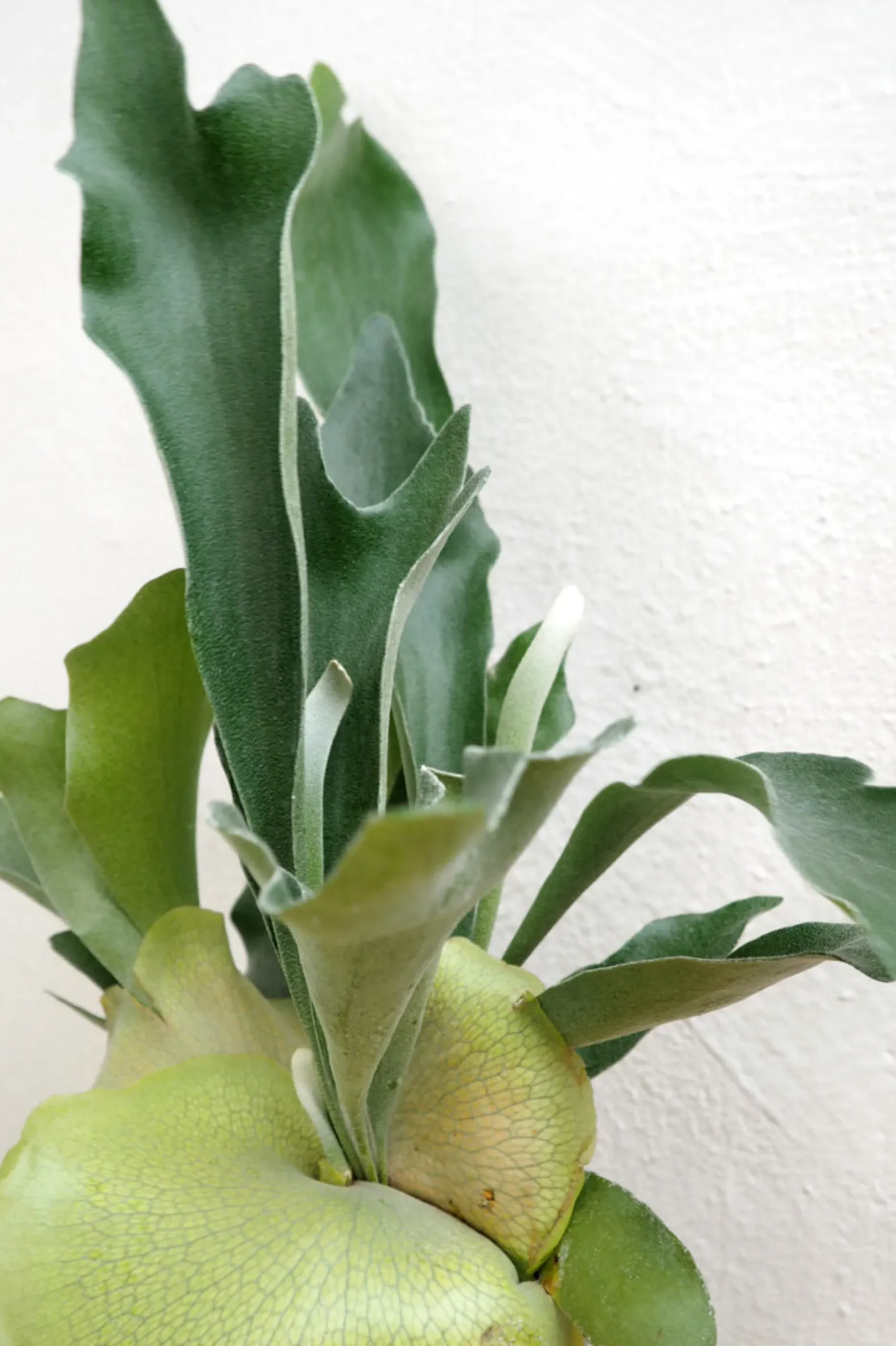 Danskavlede Planter^PLANT Hjortetakbregne