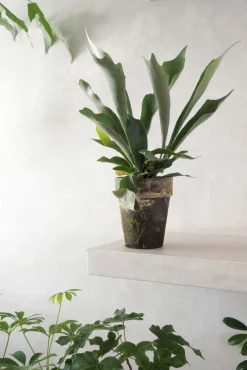 Danskavlede Planter^PLANT Hjortetakbregne