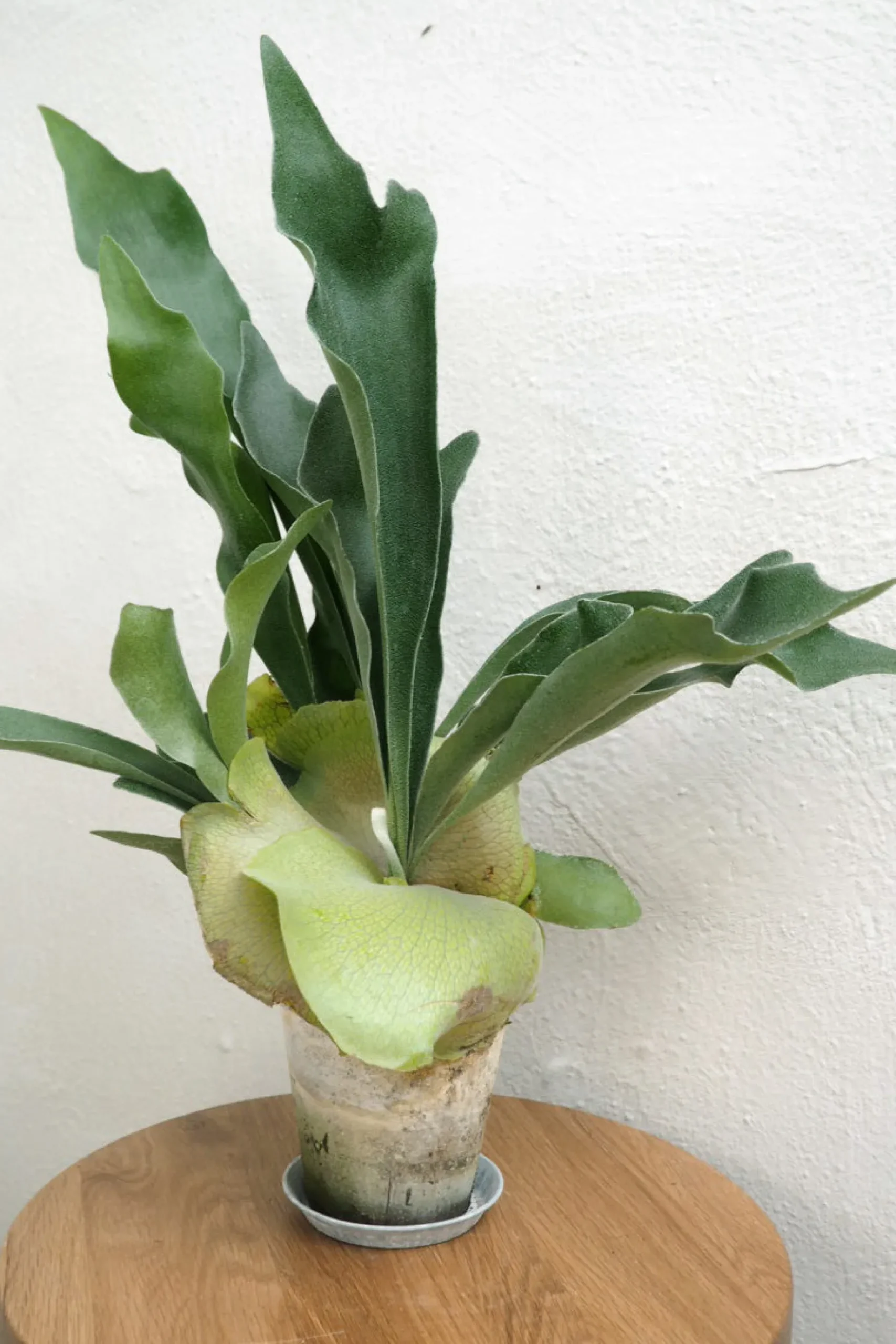Danskavlede Planter^PLANT Hjortetakbregne