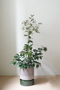 Terrakotta-Krukker|Stor^PLANT Hoff krukke, raw grey + grøn underskål, gulvkrukke