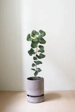 Terrakotta-Krukker^PLANT Hoff krukke, raw grey + raw grey underskål, gulvkrukke