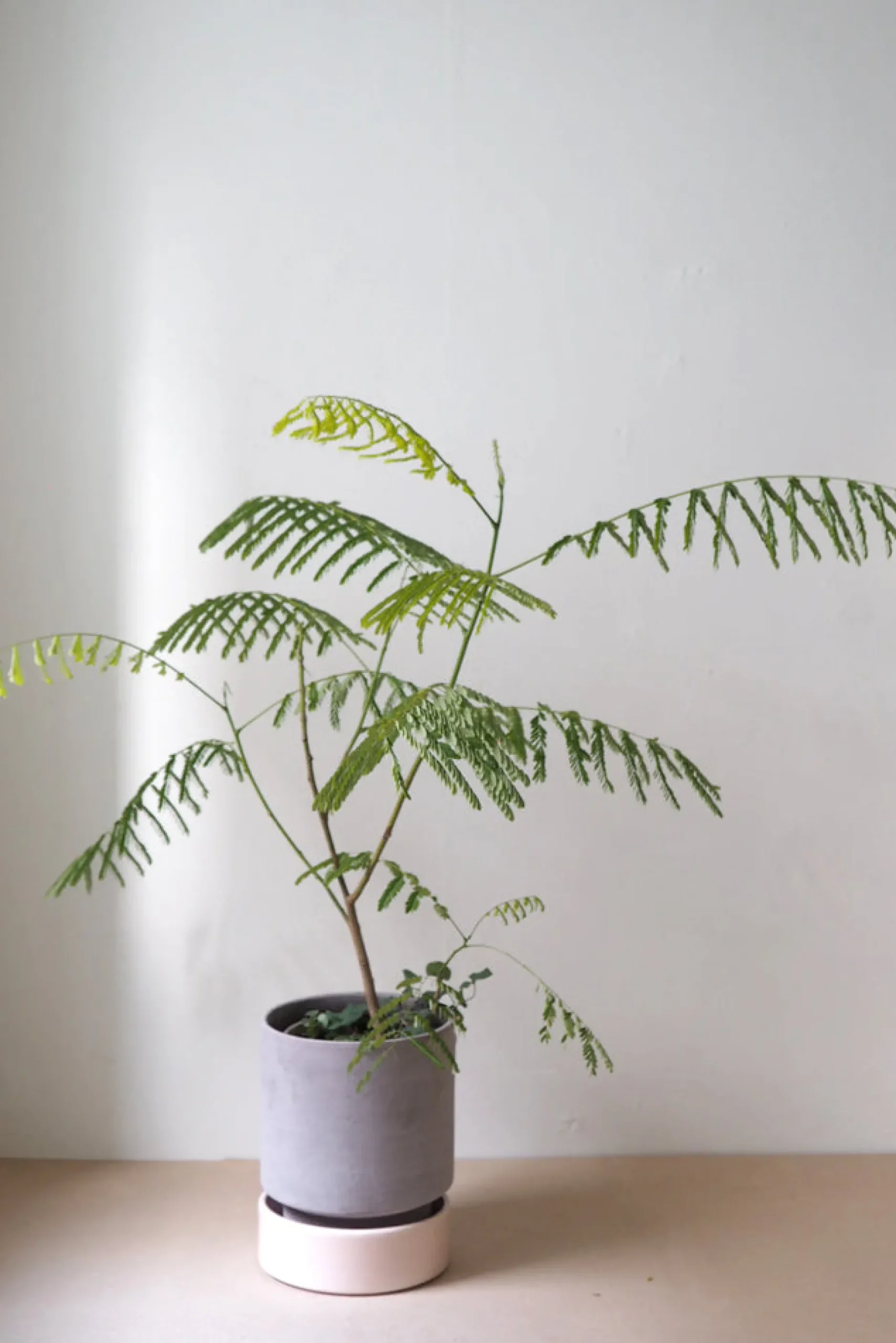 Terrakotta-Krukker|Hoff Krukke Serien^PLANT Hoff krukke, raw grey + rosa underskål