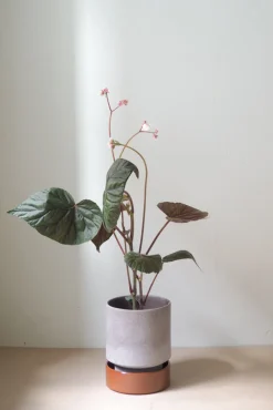 Terrakotta-Krukker|Stor^PLANT Hoff krukke, raw grey + rust underskål, gulvkrukke