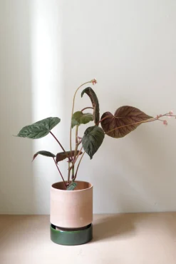Terrakotta-Krukker|Hoff Krukke Serien^PLANT Hoff krukke, raw rosa