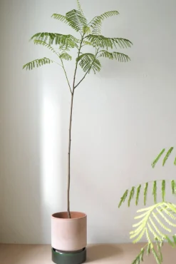 Terrakotta-Krukker|Stor^PLANT Hoff krukke, raw rosa + grøn underskål, gulvkrukke