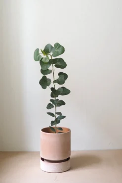 Underskåle|Hoff Krukke Serien^PLANT Hoff krukke, raw rosa + raw rosa underskål