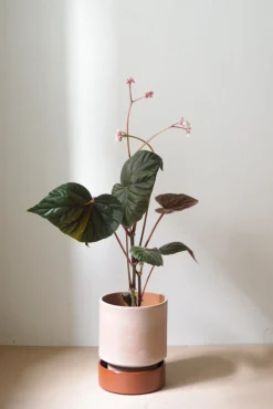 Terrakotta-Krukker|Hoff Krukke Serien^PLANT Hoff krukke, raw rosa + rust underskål