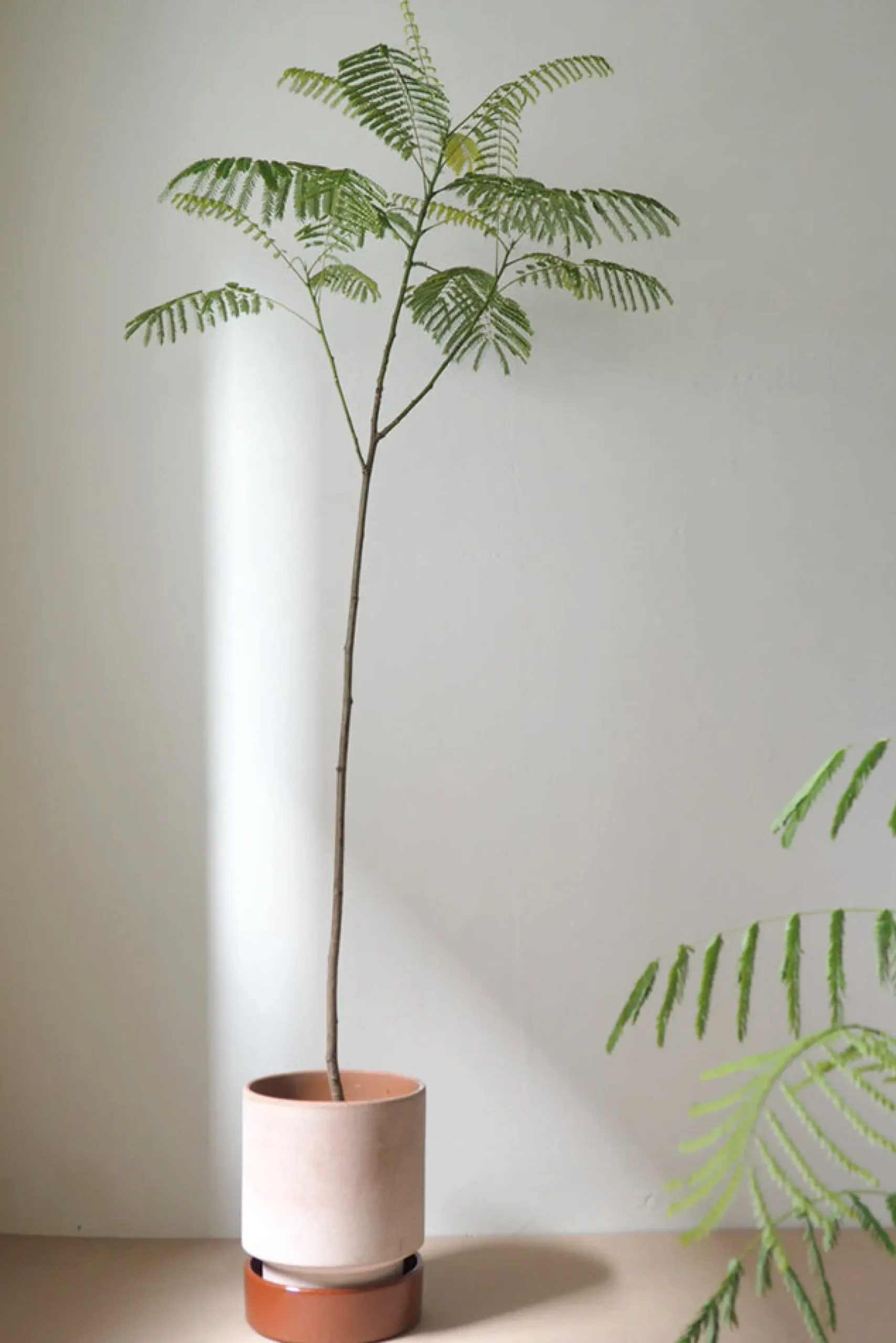 Terrakotta-Krukker|Hoff Krukke Serien^PLANT Hoff krukke, raw rosa + rust underskål