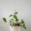 Hængeplanter|Tropiske Planter^PLANT Hoya carnosa - Krimson Queen