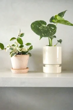 Hængeplanter|Tropiske Planter^PLANT Hoya carnosa - Krimson Queen