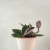 Hængeplanter|Tropiske Planter^PLANT Hoya Famingo dream