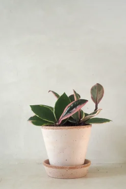 Hængeplanter|Tropiske Planter^PLANT Hoya Famingo dream