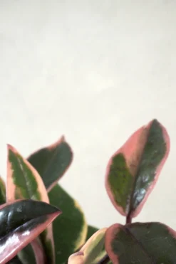 Hængeplanter|Tropiske Planter^PLANT Hoya Famingo dream