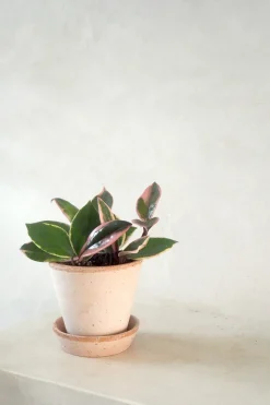 Hængeplanter|Tropiske Planter^PLANT Hoya Famingo dream